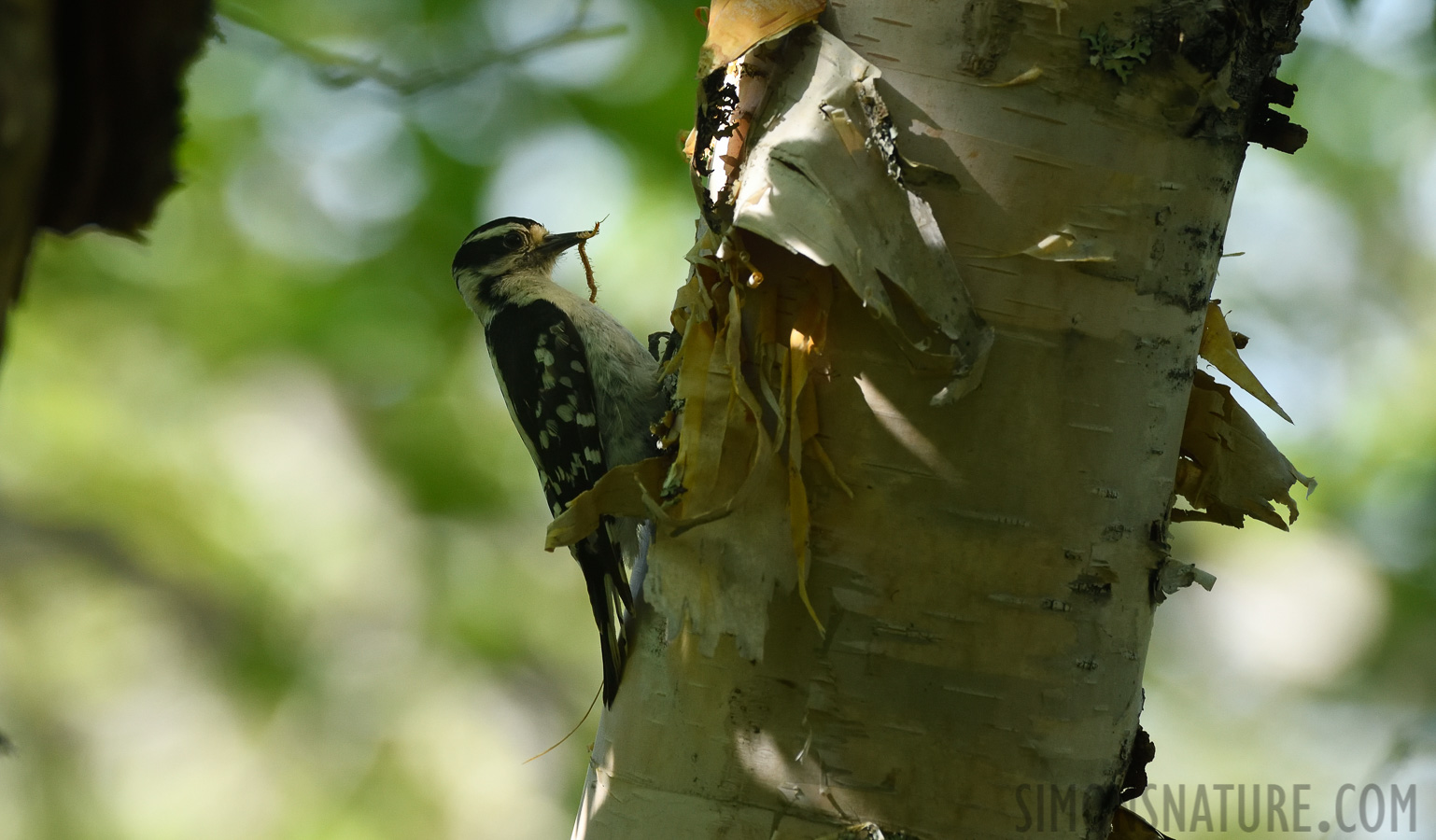 Leuconotopicus villosus villosus [400 mm, 1/500 sec at f / 7.1, ISO 1000]